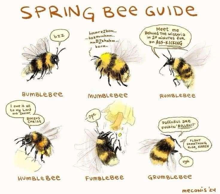 Disect Bee 🐝🐝🐝 - Discuit